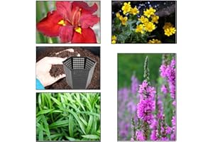 Lincolnshire Pond Plants Ltd - XS Iris Pack - 3 Marginal Plants & 1 Oxygenating Plant - Live Water Plant Aquatic Pond Lake Marginal (Red Iris)