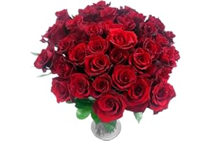 Clare Florist Obsession 36 Red Rose Fresh Flower Bouquet - Fresh Roses Perfect for Valentine's Day, Birthdays, and Anniversaries