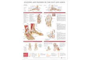 LIPPINCOTT WILLIAMS & WILKINS Anatomy And Injuries Of The Foot And Ankle: (unmounted)