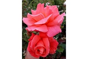 GOWLERS PLANTS Leaping Salmon Climbing Rose Bare Root