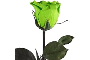 ‎ROSEMARIE SCHULZ HEIDELBERG Infinity Rose Grün - echte ewige Rosen mit Stängel 45-50cm lang haltbar 3 Jahre - Blumen für Deko Vase grün Boho Style Geschenke für Frauen zum Geburtstag - Genesung Geschenke Frau (Grün)
