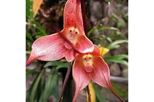 Benoon Semillas De Orquídeas, 20 Piezas/Bolsa Semillas De Orquídeas Semillas De Flores Vivificantes Portátiles De Forma Especial Rara Para Balcón Rosa Flor de orquídea de cara de mono