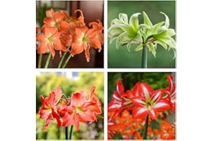 BRKENT Bulbi Amaryllis Flowers Outdoor Garden Decor Mix Di Fiori Piante Da Giardino Resistenti Piante In Vaso Bulbo Di Amarilli Bulbi Di Fiori Perenni Resistenti 4 Tubero Di Amarillide