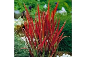 YouGarden Imperata Blood Grass 'Red Baron', Set of Three Established Plants in 9cm Pots, Decorative Grasses for Gardens, Garden Ready Established Red Ornamental Grass