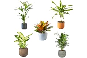 SMPLY. Pack de 5 Plantas Naturales de Interior : Croton + Dieffenbachia + Palmera Areca + Dracaena Lemon lime - Chamadorea Ø12 cm Alto 30-40 cm, Decoración del Hogar (No incluye Maceta de cerámica)