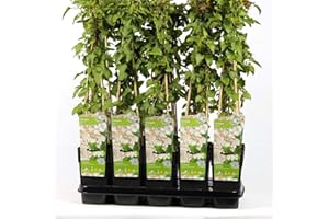 BAUMSCHULE Schling-Knöterich - Fallopia aubertii - sehr starkwüchsig, reichblühend - 40-60 cm