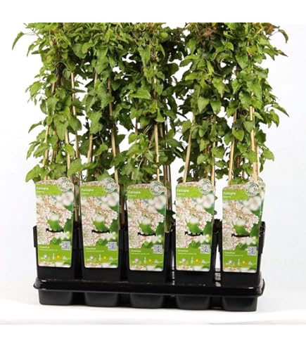 Amerikanischer Blauregen am Doppelbogen, Topf 21 cm - Wisteria Frutescens 'Amethyst  Falls' : Amazon.de: Garten