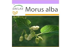 SAFLAX - Mûrier blanc - 200 graines - Morus alba