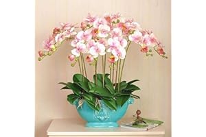 Benoon Semillas De Phalaenopsis, 100Pcs / Bolsa Semillas De Phalaenopsis Flor De Orquídea Plantas De Bonsái Floración Multicolor Plantas De Jardín De Interior Al Aire Libre Para El Hogar Blanco rosa
