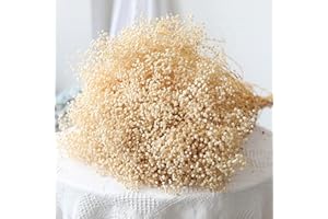 Oning 17,2 Zoll MAX Schleierkraut getrocknet, über 5000 Knospe Echt Gypsophila Trockenblumen, 100% Natürlich Schleierkraut Trockenblumenstrauß für Vasen Deko Hochzeit Weihnachtsbaum Grußkarte DIY