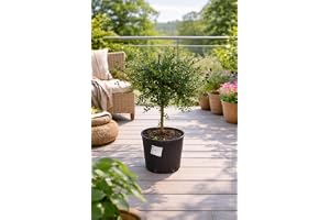 Blumen-Senf Australisk fingerlime 60-70 cm - kaviar lime - kaviarlime - mikrocitrus australasica