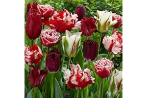 DUTCH BULBS EXCLUSIVE PLANTS FROM HOLLAND Tulipes Magic Fireworks - 20 Bulbes de Fleurs à Planter Exterieur - Plantes Vivaces Exterieur - Rustique - Naturelle Plantes de Hollande (pas de graines, non artificielle)