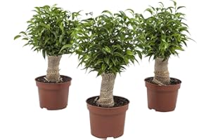 Plantes d'intérieur de Botanicly – 3 × Figuier pleureur – Hauteur: 35 cm – Ficus benjamina Natasja