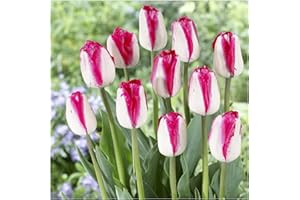 ZZNCHH Tulipán Bulbos,Winterharte, Bulbos de Tulipán, Flores Cortadas, Plantas Perennes, Bulbos De Jardín, Decoración De Balcones-8 Bulbos-J