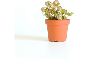 CONCRETELAB&CO Closed Terrarium Plants Bonsai Prayer Plant Spiderwort Fern Moss Fittonia (Fittonia)