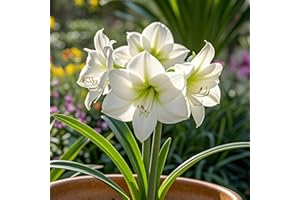 IOUPLIUKDF/Bulbos de amaryllis, amaryllis perennes, decoración de interior y exterior, bulbos de amaryllis seleccionados, colores mixtos raros-1bulbo-I