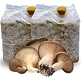 acquaverde | 2 Kit Coltivazione Funghi Cardoncelli, Pleutorus Eryngii, Fungo della Murgia Pugliese, Micelio selezionato di Pr