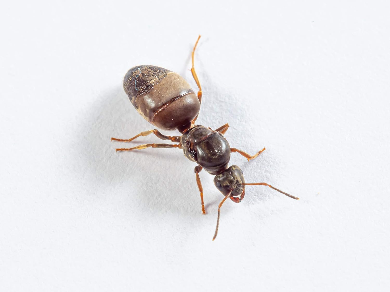 AntsRus Lasius niger Queen with eggs, brood and/or workers (starter kit) (Queen with 1-4 workers)