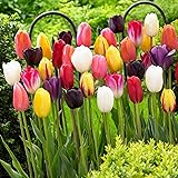 25 x Tulipani ibridi giganti Darwin Spring Mix | Esclusivi bulbi di tulipano provenienti dall'Olanda | Almeno 5 varietà e col