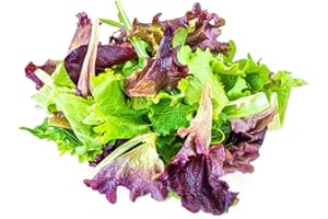 ACQUA TOWER GROWING SYSTEMS Lettuce Plants, 'Mixed Selection', 12 x Full Plant Pack, Mixed Lettuces, Salad Plants, Lettuce, Garden Ready and Ready to Plant, Premium Quality Lettuces
