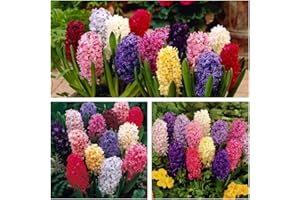 HUMPHREYS GARDEN Hyacinth Mixed x 10 Flower Bulbs Size 15/16 Stunning Spring Flowers Easy to Grow