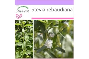 SAFLAX - Stevia - 100 semi - Stevia rebaudiana