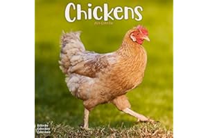 Chickens Calendar 2024 | Square Farm Animals & Birds Wall Calendar - 16 Month