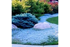 Benoon - Semi di fiori da giardino, 400 pezzi, semi di timo strisciante, ad alta resa, facili da coltivare e perenni, per prato - azzurro