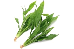 K2AQUA 2 x Large Echinodorus Amazonicus Live Aquarium Plants Amazon Sword for Aquascaping Freshwater Tropical Tank Decoration Easy Care