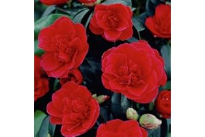 GARDENERSDREAM Camellia Japonica Lady Campbell Bushy Evergreen Garden Shrub Hardy Plant in Pot (9cm Pot, 20-30cm)