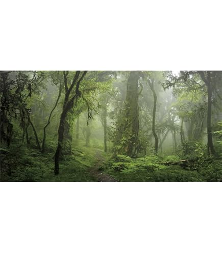 Aquarium Rückwandfolie 160x60cm - Tropischer Regenwald Hintergrund