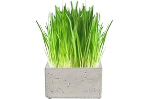 CAT FURNATURE .CO .UK Cat FurNature - Luxury Cat Grass Pots and Growing Kits (Concrete Square)