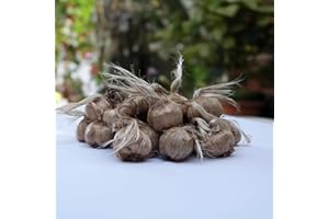 FLORIANA-BULBOSE Bulbi di Zafferano | Crocus sativus | Circonferenza 10/+ cm (circa 3 cm di diametro) - 3/5 fiori già dal primo anno - PREVENDITA VANTAGGIOSA - CONSEGNA IN AGOSTO 2025 (50)