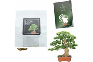 YUGEN BONSAI 30 Bodhi Tree/Sacred Fig Bonsai Seeds | Ficus Religiosa | Growing Guide | Grow Your Own Bonsai Tree | Bonsai Beginners and Enthusiasts