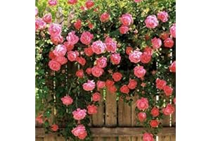 LAMPHLE 100 pezzi semi di rosa rampicante giardino casa balcone recinzioni decorazioni piante fiori per piantare giardini Rosa