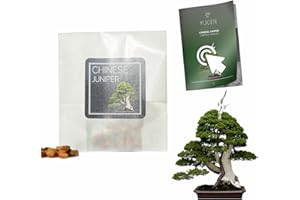 YUGEN BONSAI 30 Chinese Juniper Bonsai Seeds | Juniperus Chinensis | Growing Guide | Grow Your Own Bonsai Tree | Bonsai Beginners and Enthusiasts