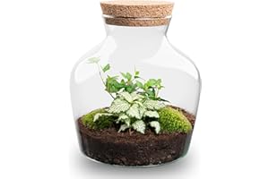 URBANJNGL Kit DIY Terrarium • Little Joe • Écosystème avec Plantes • ↑ 21,5 cm