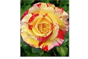 BALDUR Garten Delbard® Malerrosen® 'Camille Pissaro®', 1 Pflanze, Edelrose, winterhart, mehrjährig, blühend, Schnittblume, Rosa Hybride, Rosen-Rarität