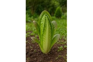 LE GRENIER D'ABONDANCE LES GRAINES QUI DONNENT ENVIE 250 graines à semer - Le Grenier d'Abondance - LAITUE SUCRINE craquerelle du midi- Lactuca sativa