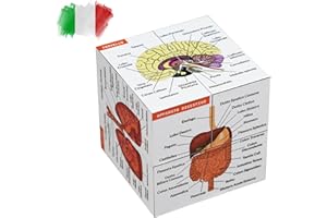 KITS OF MEDICINE Cubo di Studio Anatomia Umana IN ITALIANO | Studia 9 parti del corpo umano | Cubo Modello di Anatomia | Ottimo regalo per infermieri e studenti di medicina