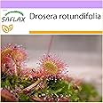 SAFLAX - Round Leaved Sundew - 50 Seeds - Drosera rotundifolia