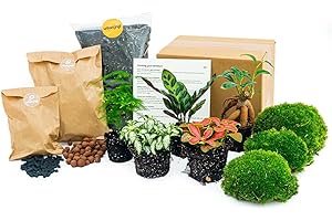 URBANJNGL Paquete de terrario de Plantas - 5 Plantas de terrario - Calathea Lancifolia - Bonsái - Espárragos - Paquete de Recarga y Inicio Terrario de Bricolaje - Mini Planta de ecosistema