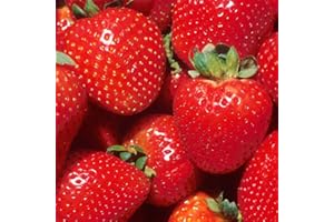 GardenersDream 5 x Strawberry Marshmello Plants - Fast Growing Bare Root Strawberry Plants - Ready to Plant Fruit Bushes for Gardens, Planters, Pots, Containers, or Baskets (5-10 cm)