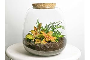 urbanjngl. com - Plant Terrarium - Emma Mini - DIY Kit - ↑ 20 cm - Fittonia Ruby Lime - DIY Kit - Plant in Glass - Complete Terrarium Set