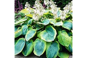 COOTO Hosta Planta decorativa perenne Planta natural Plantas bulbos 1x Rizoma Hosta gigante Frances Williams