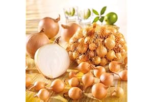 CBROSEY Kiepenkerl Steckzwiebel 'Stuttgarter Riesen' | schmackhafte, klassische Gemüsezwiebel | 500 g