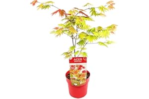 Bloomique - Acer Shirasawanum Moonrise - Acero Giapponese - Pianta da Giardino - Resistente al Freddo - Alta 50-70 cm - Vaso 19 cm