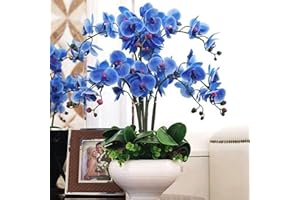Benoon Semillas De Phalaenopsis, 100Pcs / Bolsa Semillas De Phalaenopsis Flor De Orquídea Plantas De Bonsái Floración Multicolor Plantas De Jardín De Interior Al Aire Libre Para El Hogar Azul
