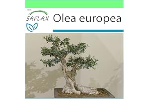 SAFLAX - Bonsai - Drzewo Oliwne - 20 Nasiona - Olea europea