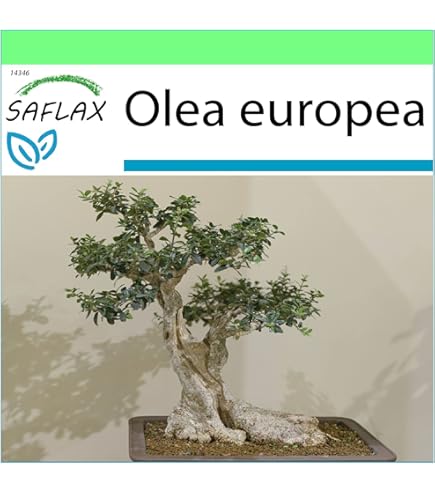 SAFLAX